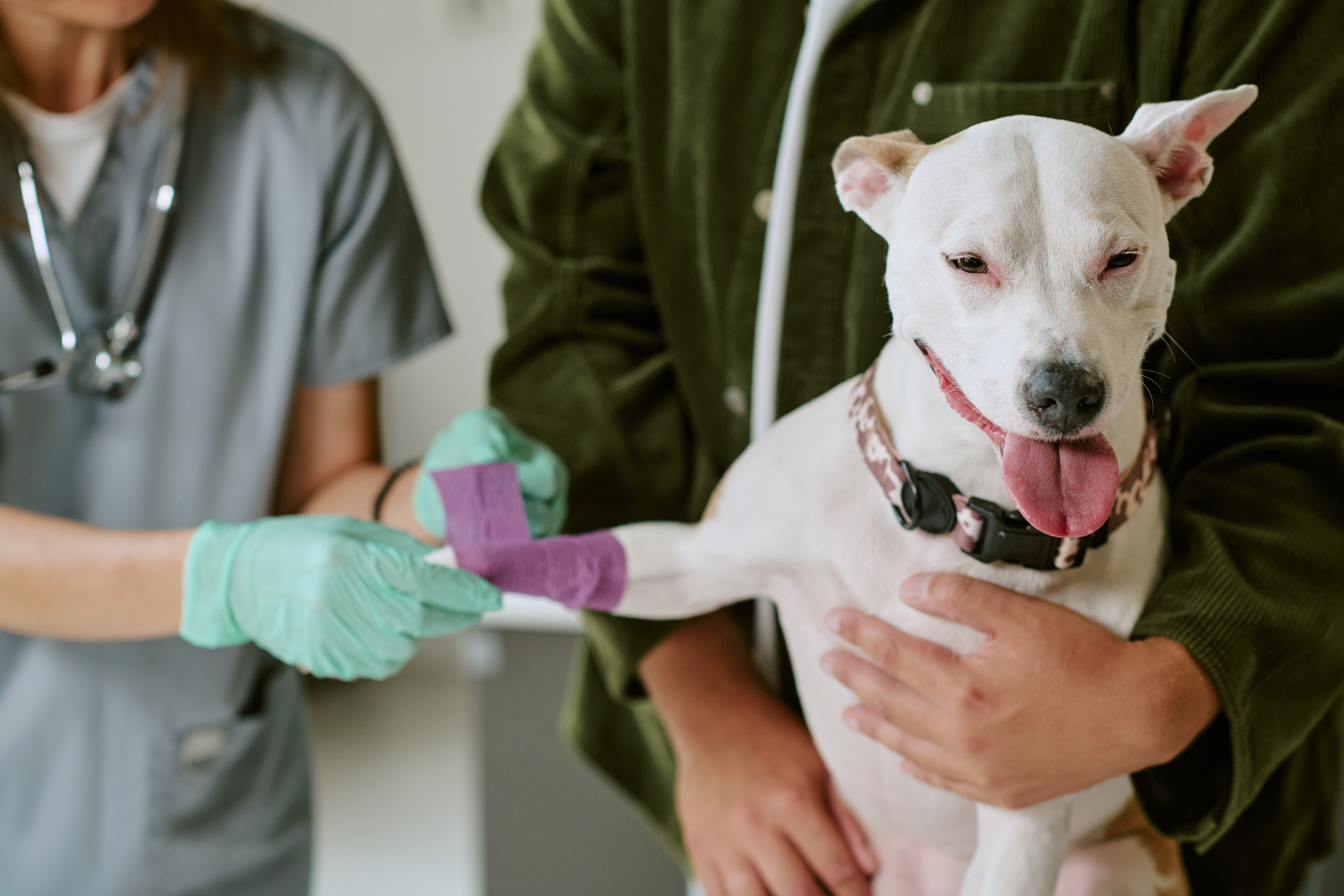 Female veterinarian bandaging paw of dog held by male pet owner in clinic. Visual for veterinary healthcare, animal clinic services or pet insurance marketing